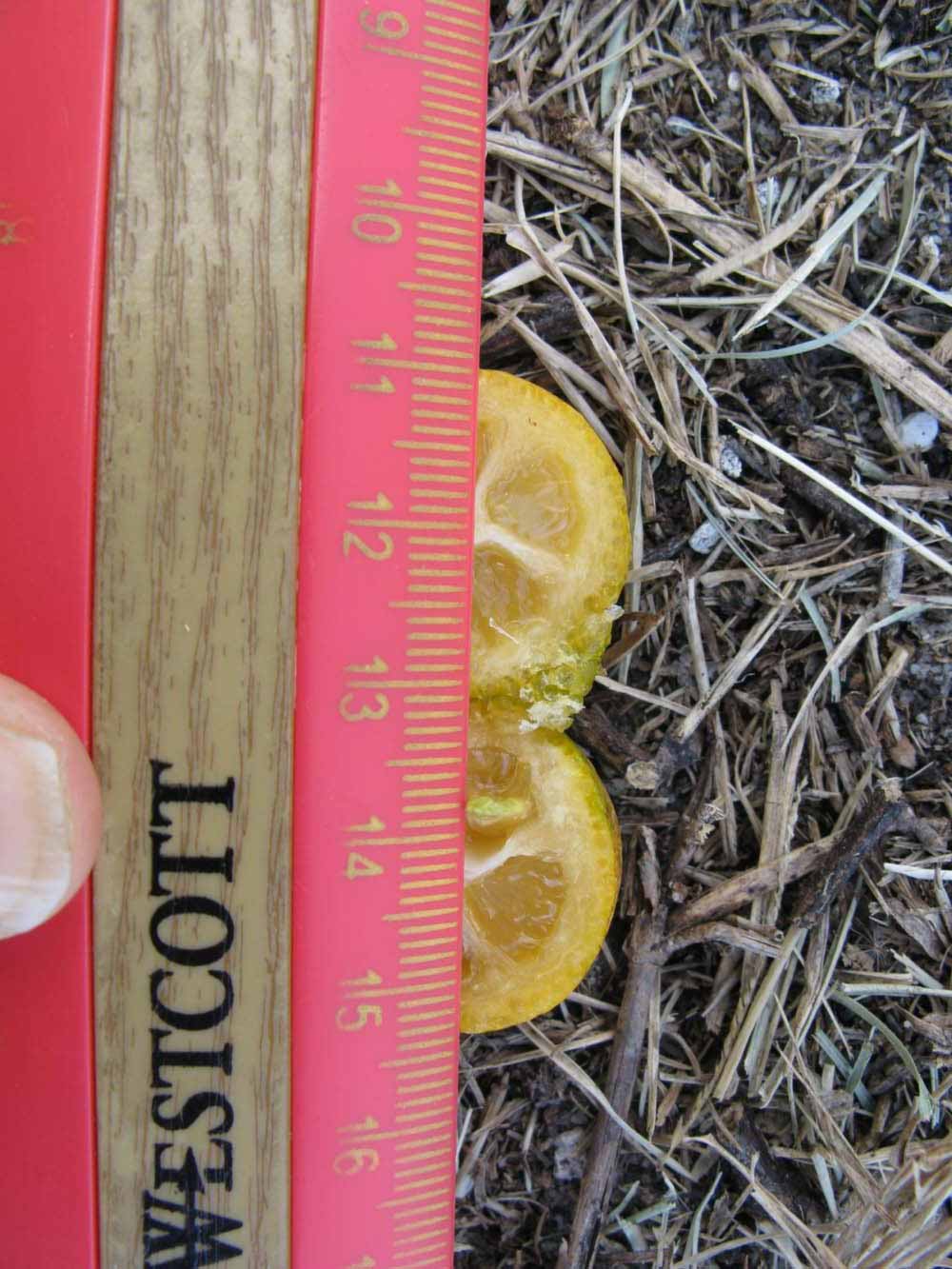              Fruit cross-section (Winter Haven, FL)       